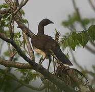 White-bellied Chachalaca