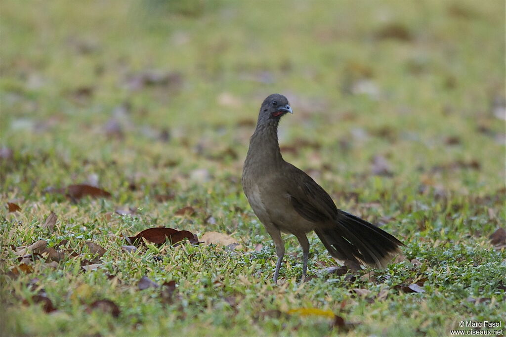 Plain Chachalacaadult breeding, identification