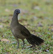 Plain Chachalaca