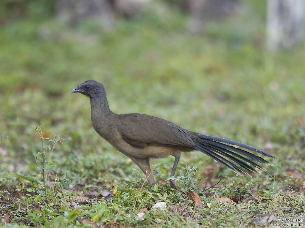 Plain Chachalacaadult breeding, identification