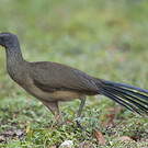 Ortalide chacamel