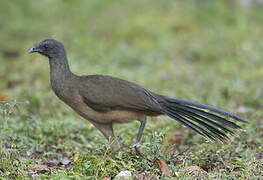 Plain Chachalaca