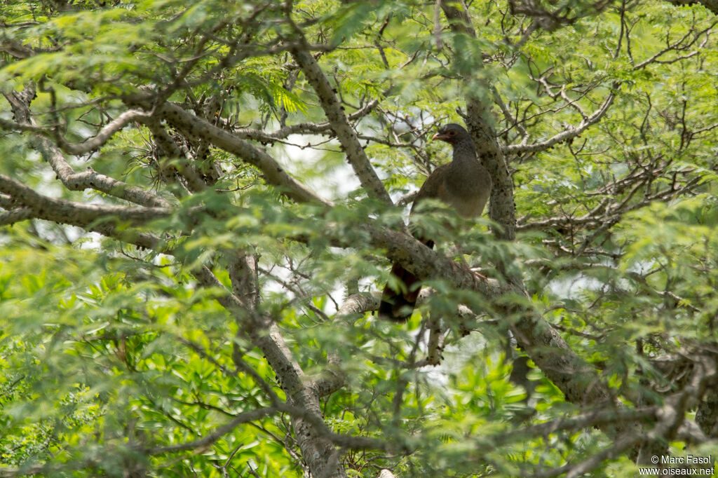 Chaco Chachalacaadult, identification, habitat