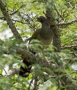 Chaco Chachalaca