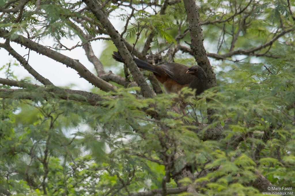 Chaco Chachalacaadult, identification