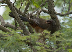 Chaco Chachalaca