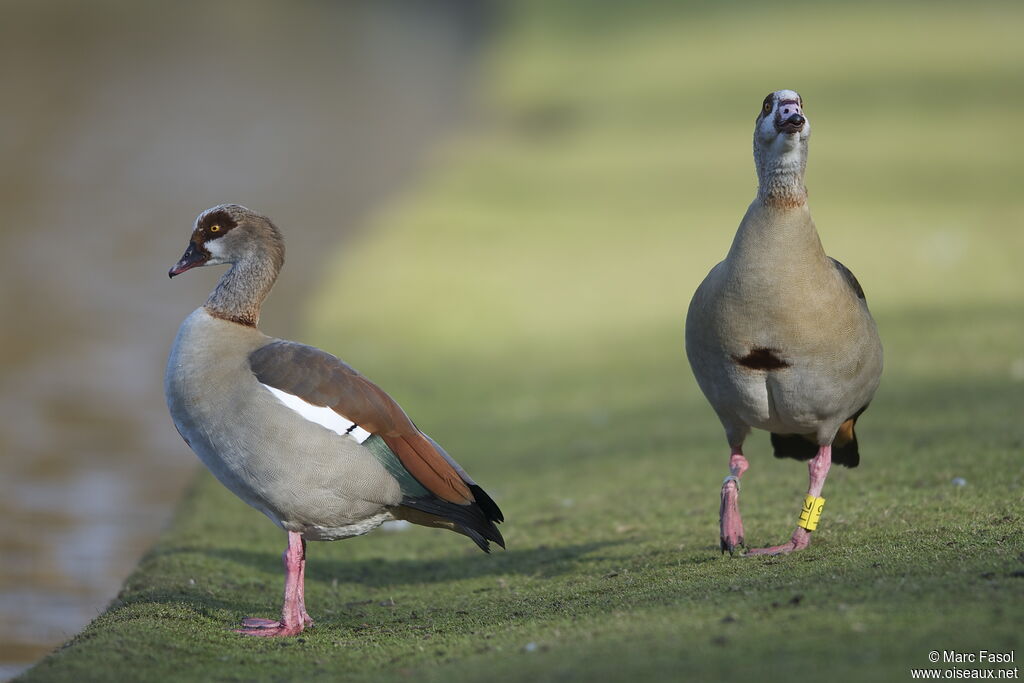 Egyptian Goose adult breeding, Behaviour