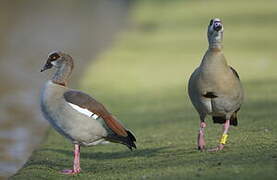 Egyptian Goose