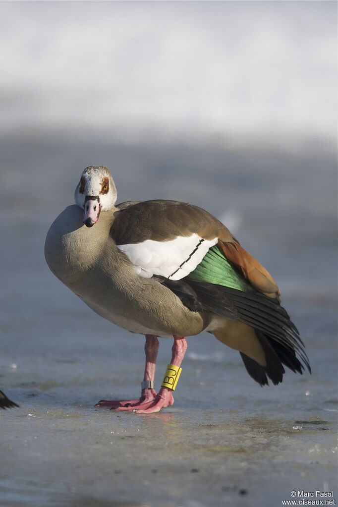 Egyptian Gooseadult, identification