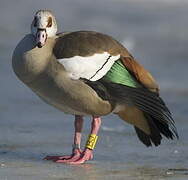 Egyptian Goose