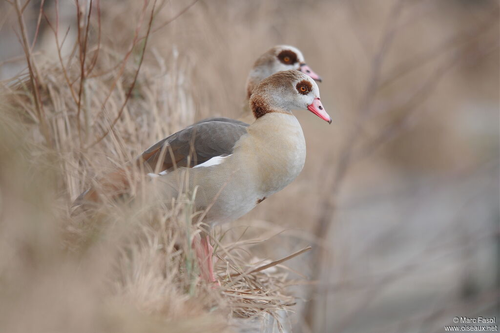 Egyptian Goose adult, identification