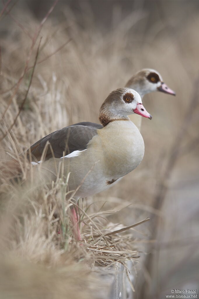 Egyptian Goose adult, identification