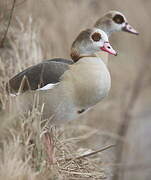 Egyptian Goose