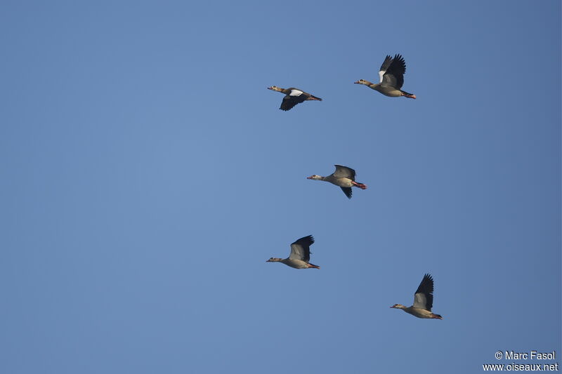 Egyptian Goose, Flight