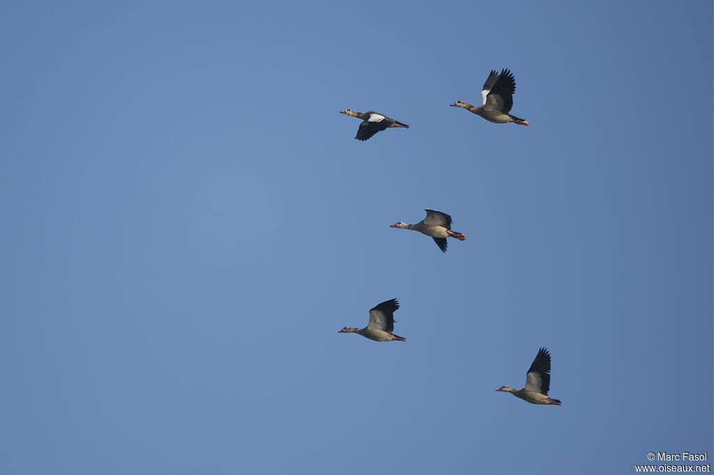 Egyptian Goose, Flight