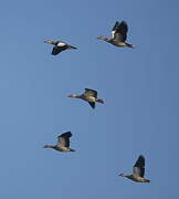 Egyptian Goose