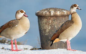 Egyptian Goose