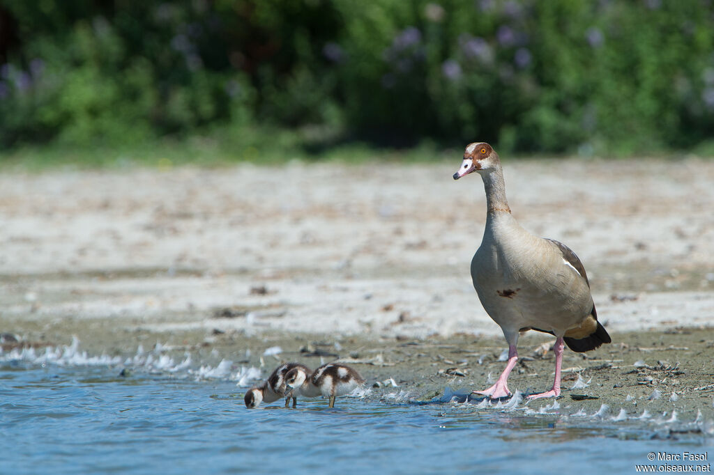 Egyptian Goose, identification, Reproduction-nesting