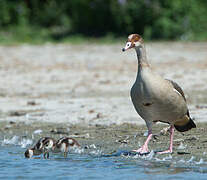 Egyptian Goose