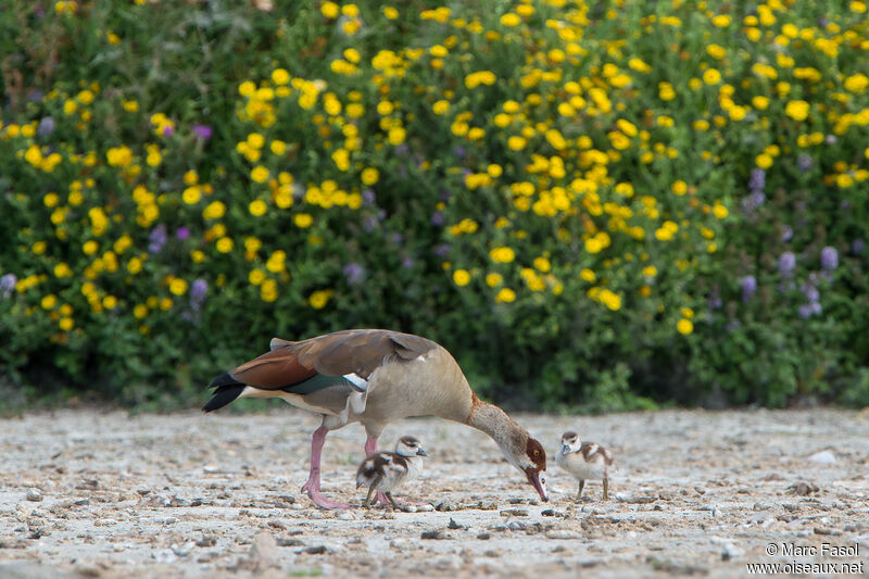 Egyptian Goose, identification, Reproduction-nesting
