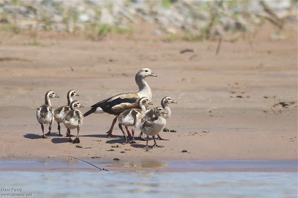 Orinoco Goose, Reproduction-nesting