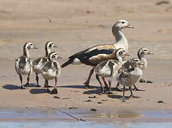 Orinoco Goose