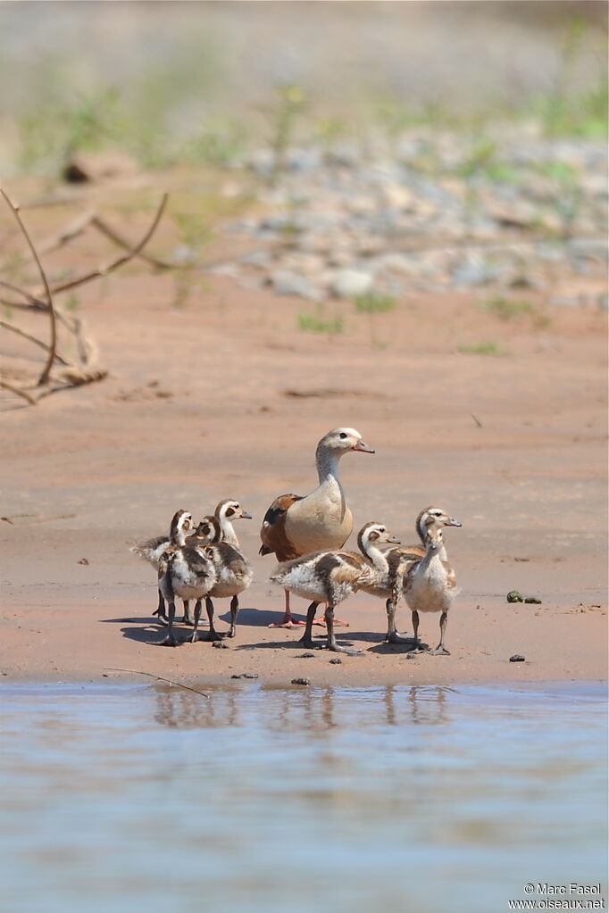 Orinoco Goose female adult, identification, Reproduction-nesting