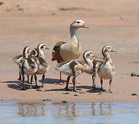 Orinoco Goose