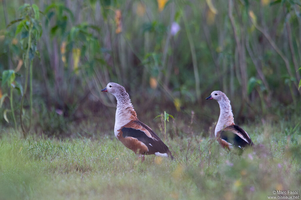 Orinoco Gooseadult