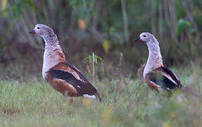 Orinoco Goose