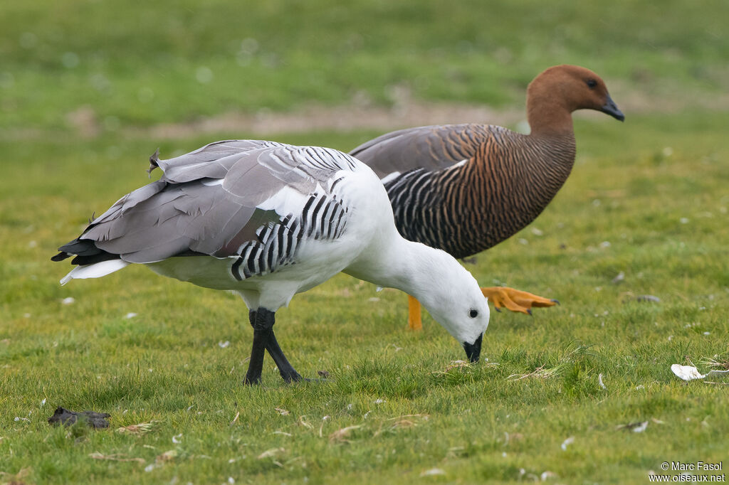 Upland Gooseadult post breeding, walking, eats