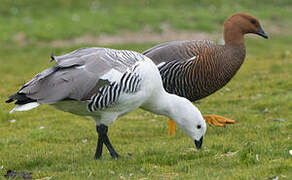 Upland Goose