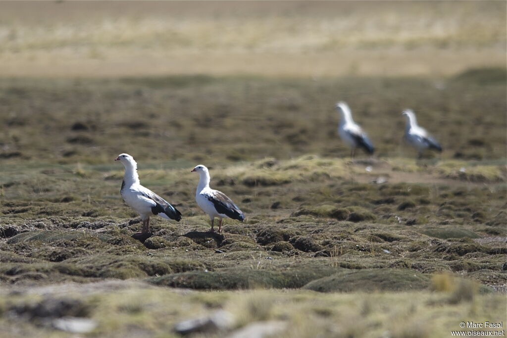 Andean Goose adult, identification