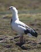 Andean Goose