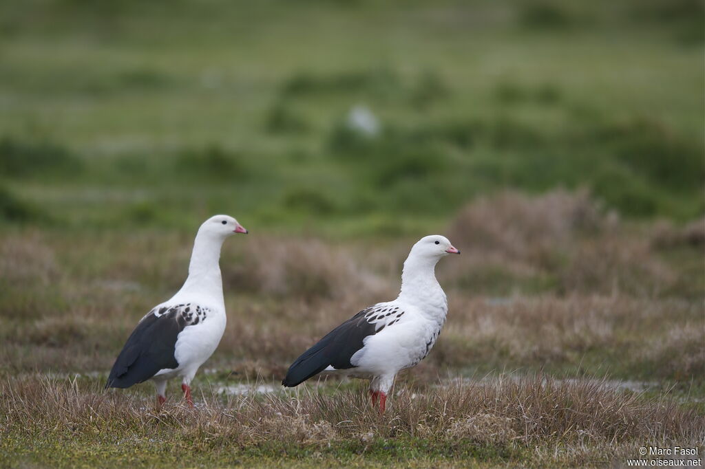 Andean Goose , identification