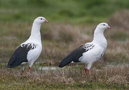 Andean Goose