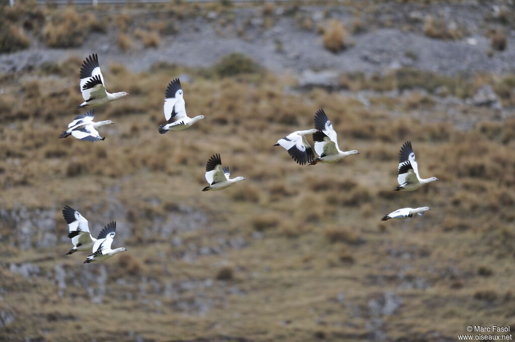 Andean Gooseadult breeding, Flight