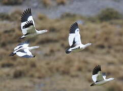 Andean Goose