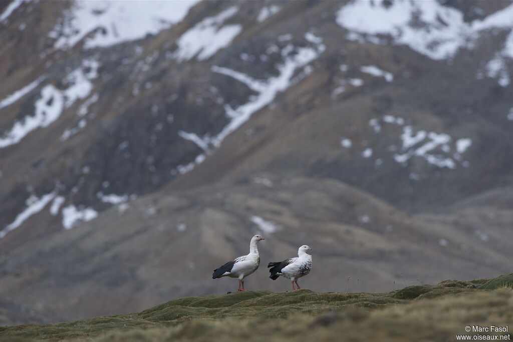 Andean Goose adult, identification