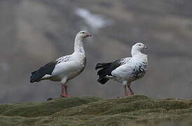 Andean Goose