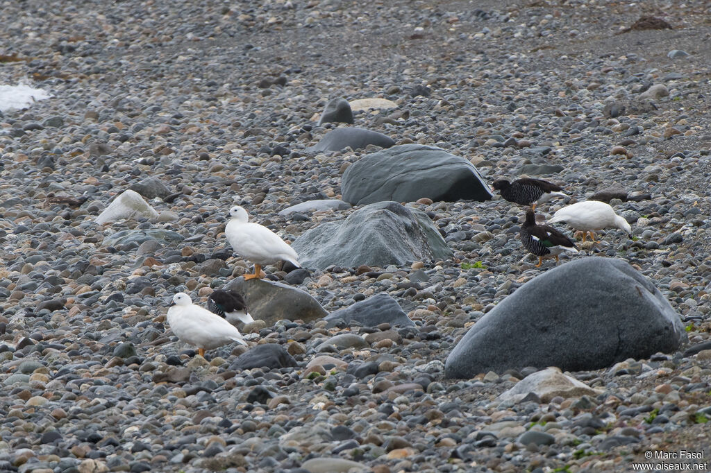 Kelp Goose