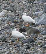 Kelp Goose