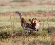 Great Bustard