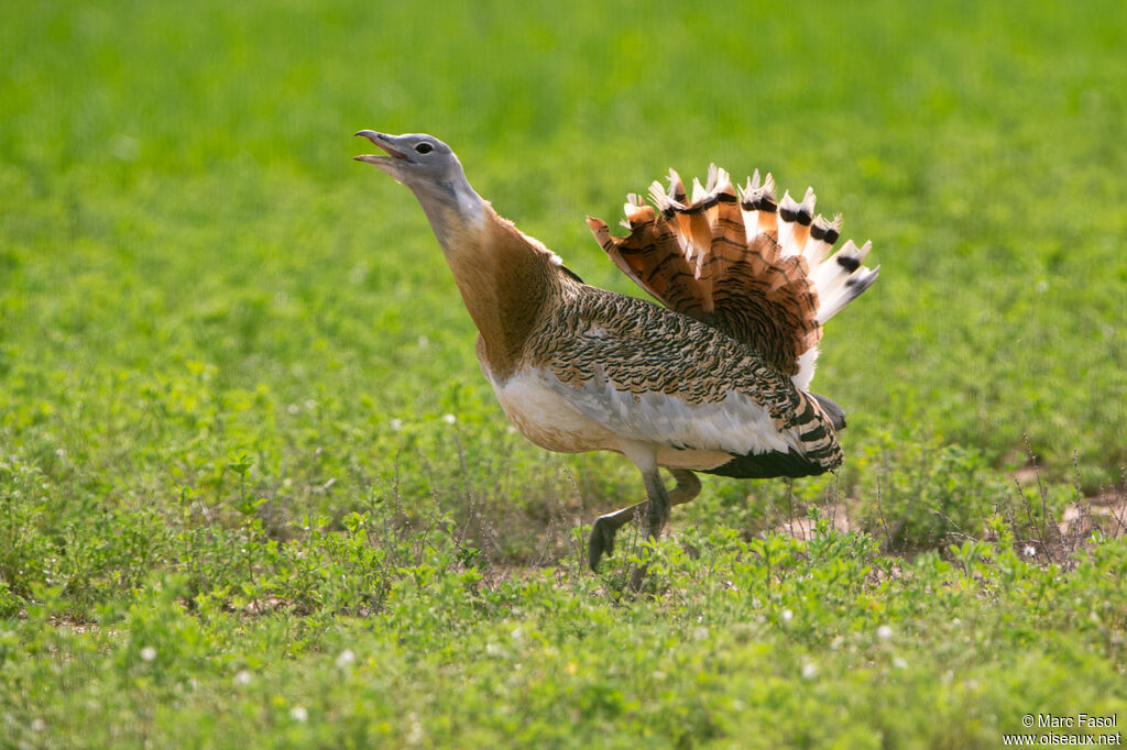 Outarde barbue mâle adulte, identification, parade