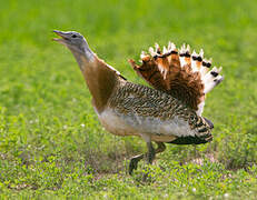 Great Bustard