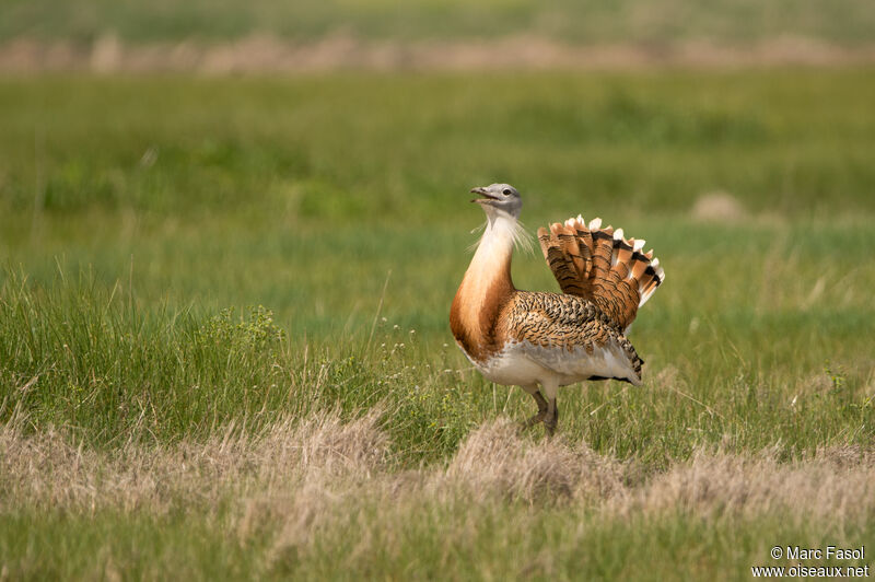 Great Bustard male adult, identification, courting display