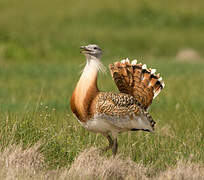 Great Bustard