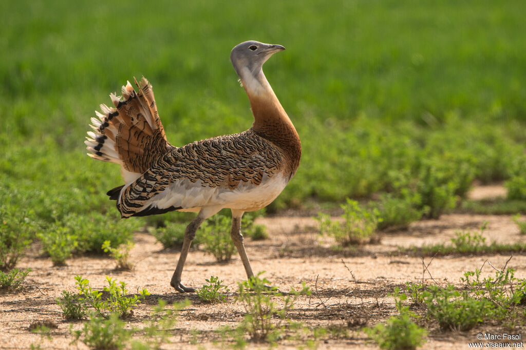 Great Bustard male adult, identification, courting display