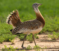 Great Bustard