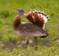 Great Bustard